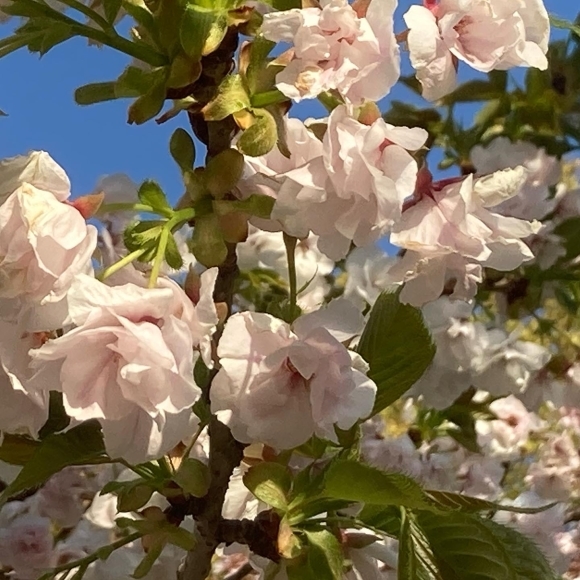 Cherry blossoms _a0098418_22065021.jpg