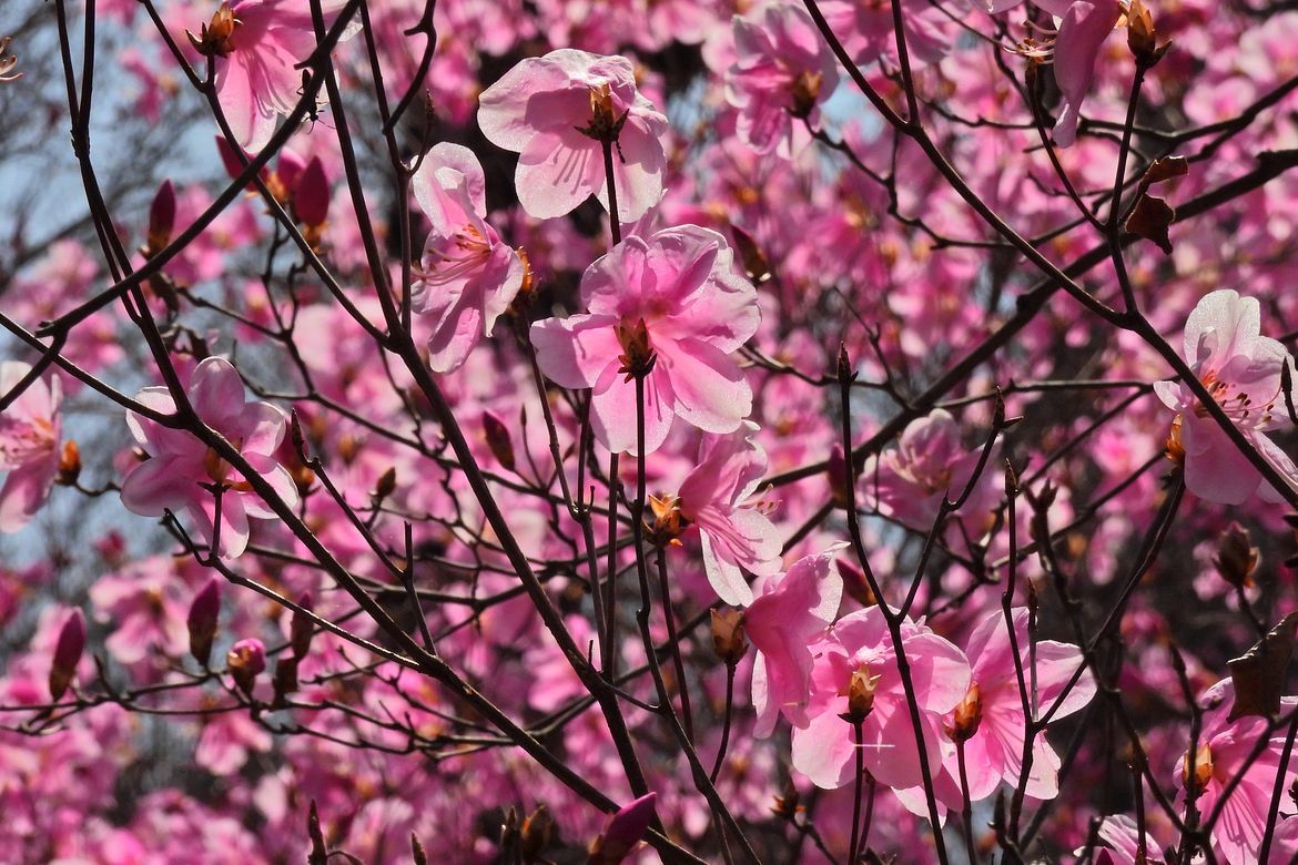 It‘s a pink universe！ アカヤシオ満開♪・・・赤城自然園で春の気配を探る（２）_a0031821_13300904.jpg