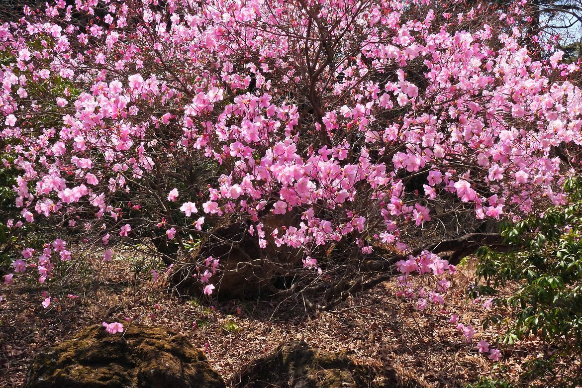 It‘s a pink universe！ アカヤシオ満開♪・・・赤城自然園で春の気配を探る（２）_a0031821_13312819.jpg