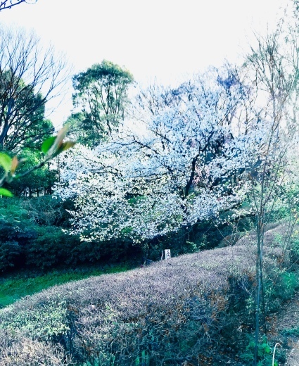 #komaba_a0168628_01173847.jpeg