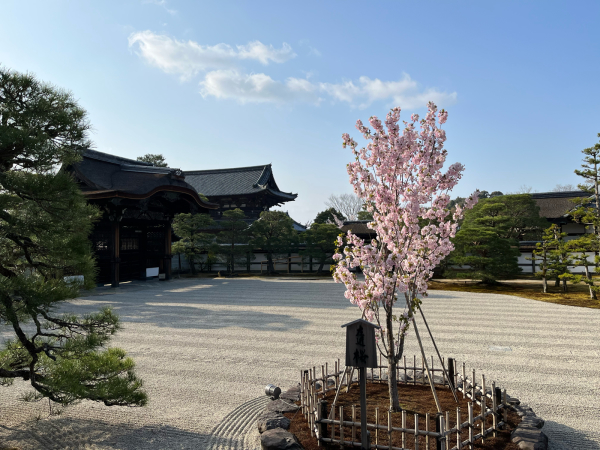 桜見物2日目@2022年春_b0033428_22115600.jpg