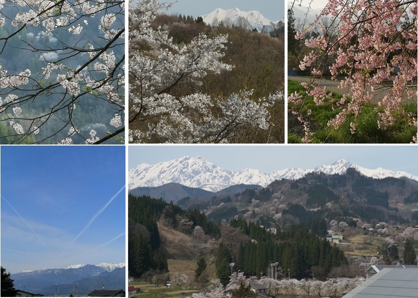 桜を見ながら移動_a0212730_20053158.jpg