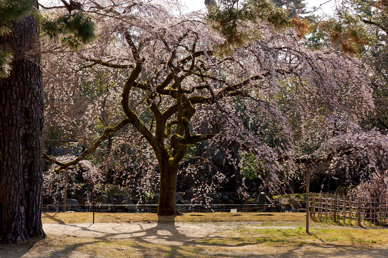 2022桜咲く京都　近衛邸跡の枝垂れ桜_f0155048_22374645.jpg