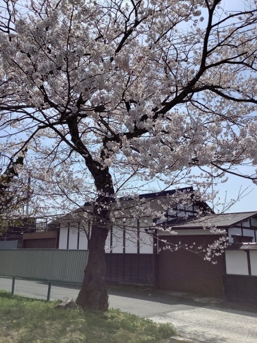 桜をみようの会_c0350752_15004463.jpeg