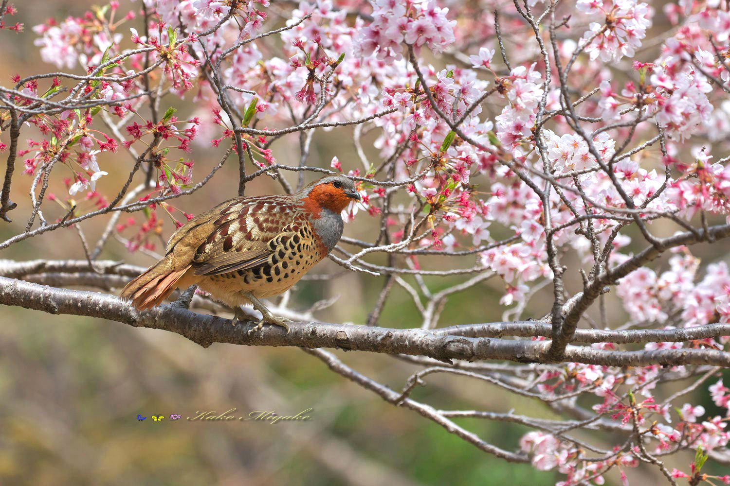 コジュケイ（Chinese bamboo partridge）・・・２_d0013455_20243181.jpg