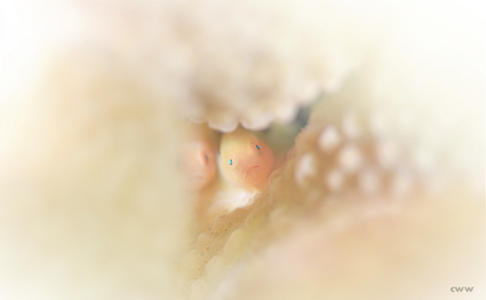 難易度Sの極小被写体_e0158261_07250651.jpg