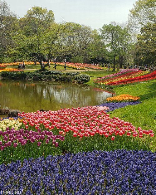 昭和記念公園のチューリップガーデン Me