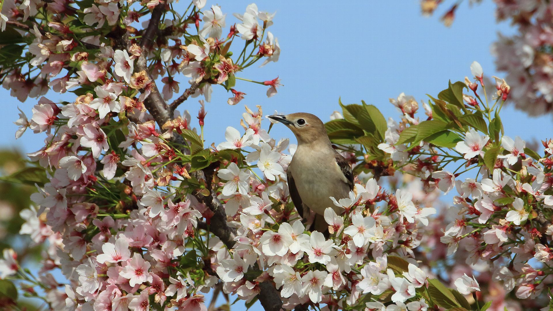 今日はコムクドリの雌：自宅そばのオオシマザクラと　Female chestnut-cheeked starling with Ohshima cherry blossom near my house_f0105570_21144403.jpg