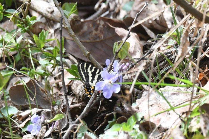 花とてふてふさん 岐阜蝶他 風のむろさん 自然の詩