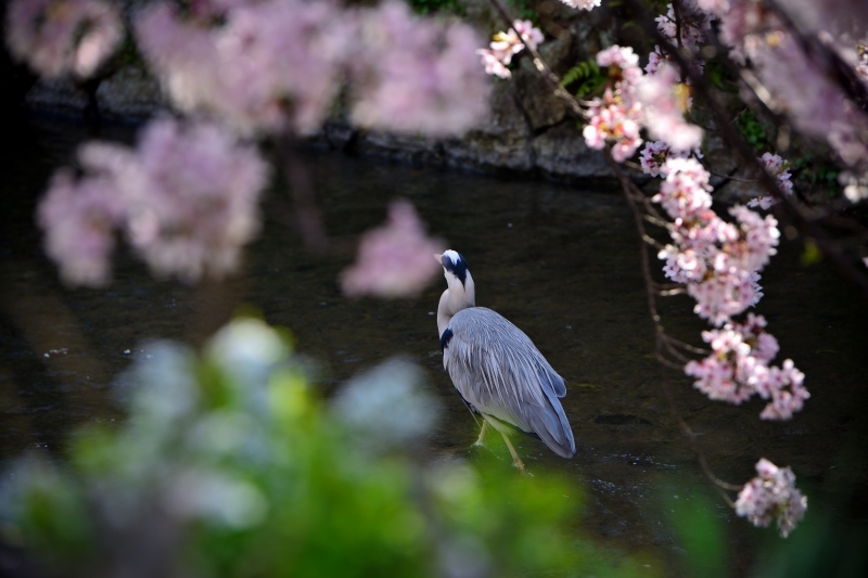 アオサギと桜 写真でイスラーム