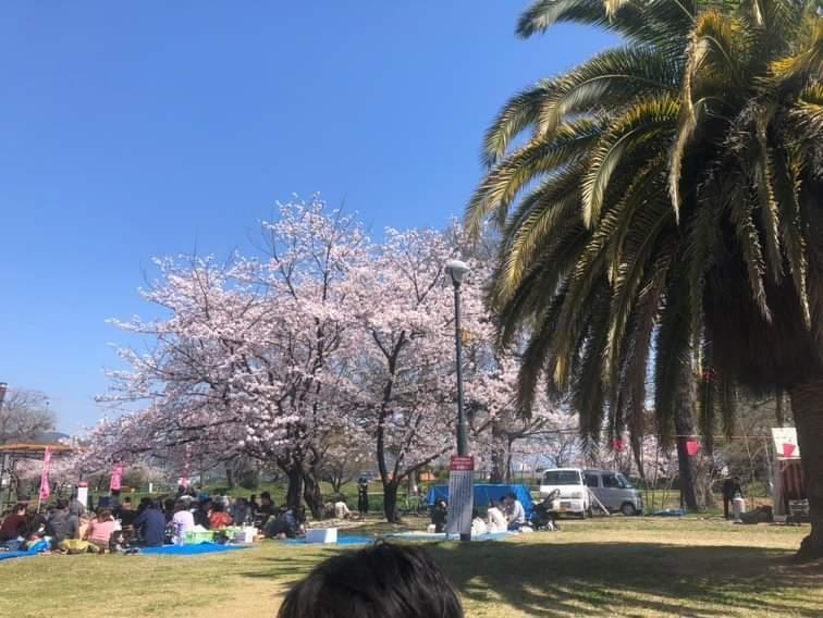 桜の季節_b0334704_21515212.jpg