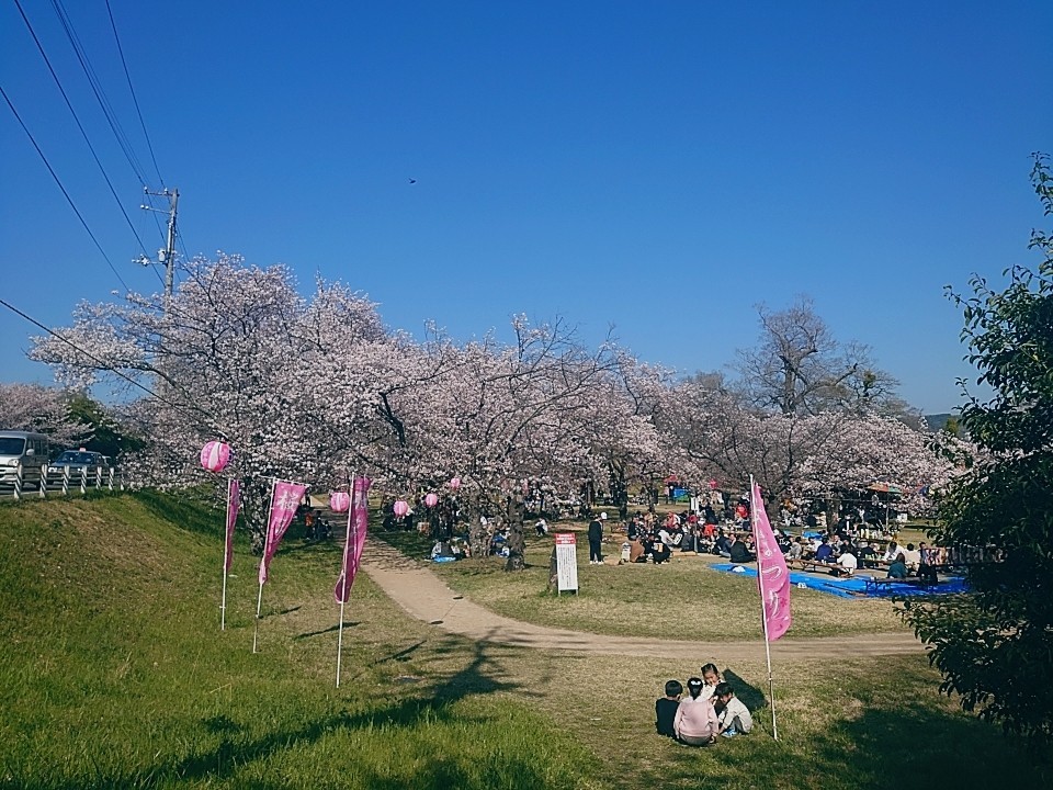 桜の季節_b0334704_21515233.jpg