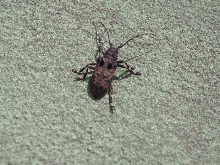 ハラアカコブカミキリ_c0116915_00123726.jpg