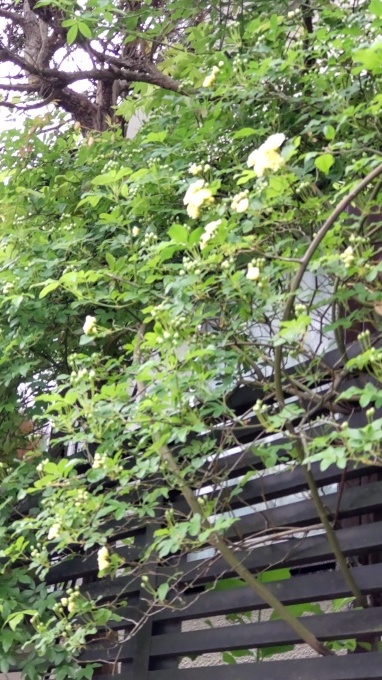 モッコウバラ_c0155326_10351574.jpg