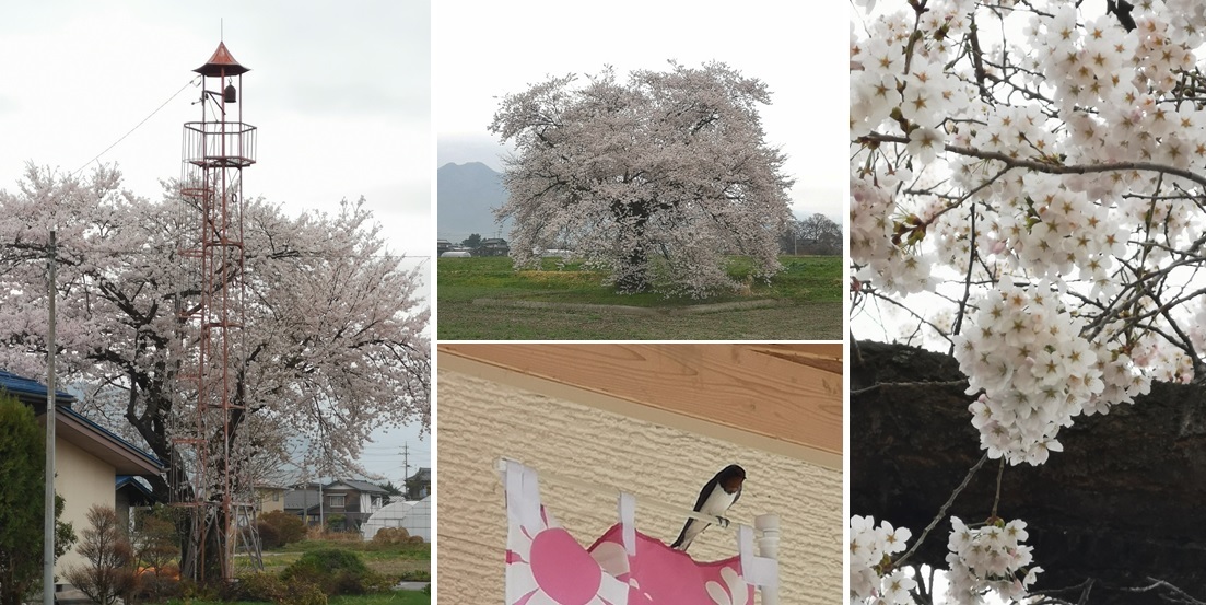 須沼 満開の桜_a0212730_18144693.jpg