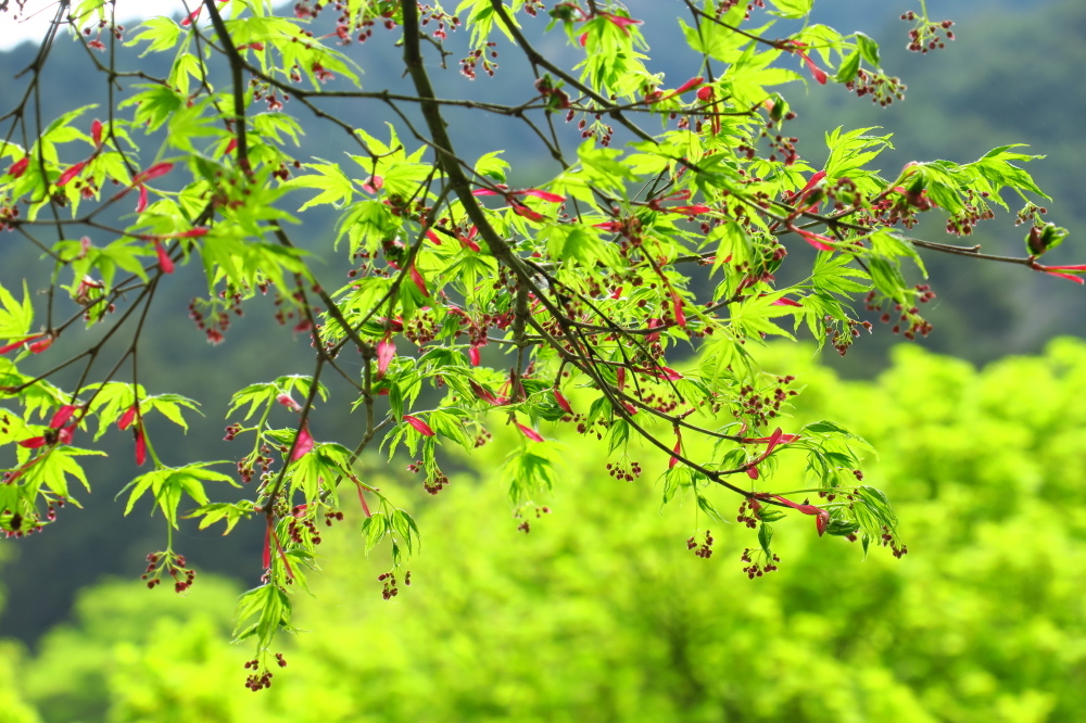 ヒカゲツツジの向山連山と桜の街道を満喫 その② 桜街道班_c0218841_11082373.jpg