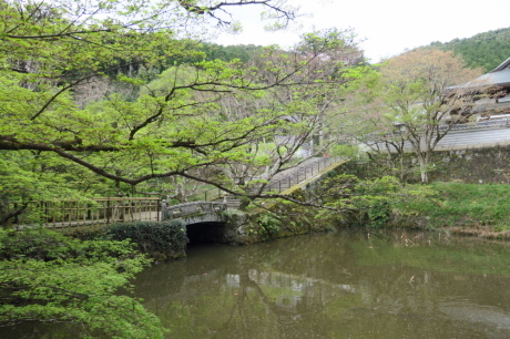 ヒカゲツツジの向山連山と桜の街道を満喫 その② 桜街道班_c0218841_11092559.jpg