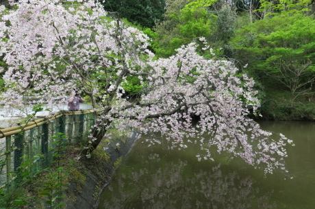 ヒカゲツツジの向山連山と桜の街道を満喫 その② 桜街道班_c0218841_11094055.jpg