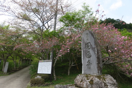 ヒカゲツツジの向山連山と桜の街道を満喫 その② 桜街道班_c0218841_11095833.jpg