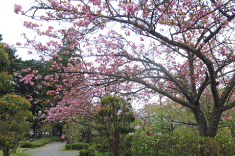 ヒカゲツツジの向山連山と桜の街道を満喫 その② 桜街道班_c0218841_11101508.jpg