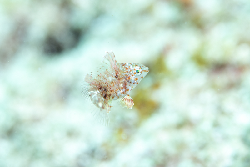 オオメカマス、ノドグロベラの各ステージ、ブリの幼魚など。_b0186442_01051418.jpg