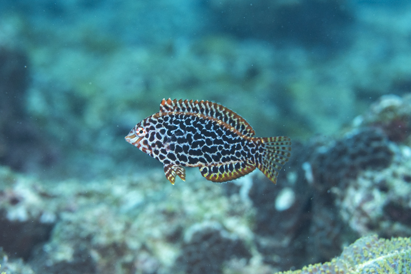 オオメカマス、ノドグロベラの各ステージ、ブリの幼魚など。_b0186442_01051436.jpg