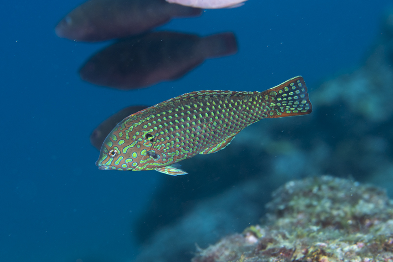 オオメカマス、ノドグロベラの各ステージ、ブリの幼魚など。_b0186442_01051479.jpg
