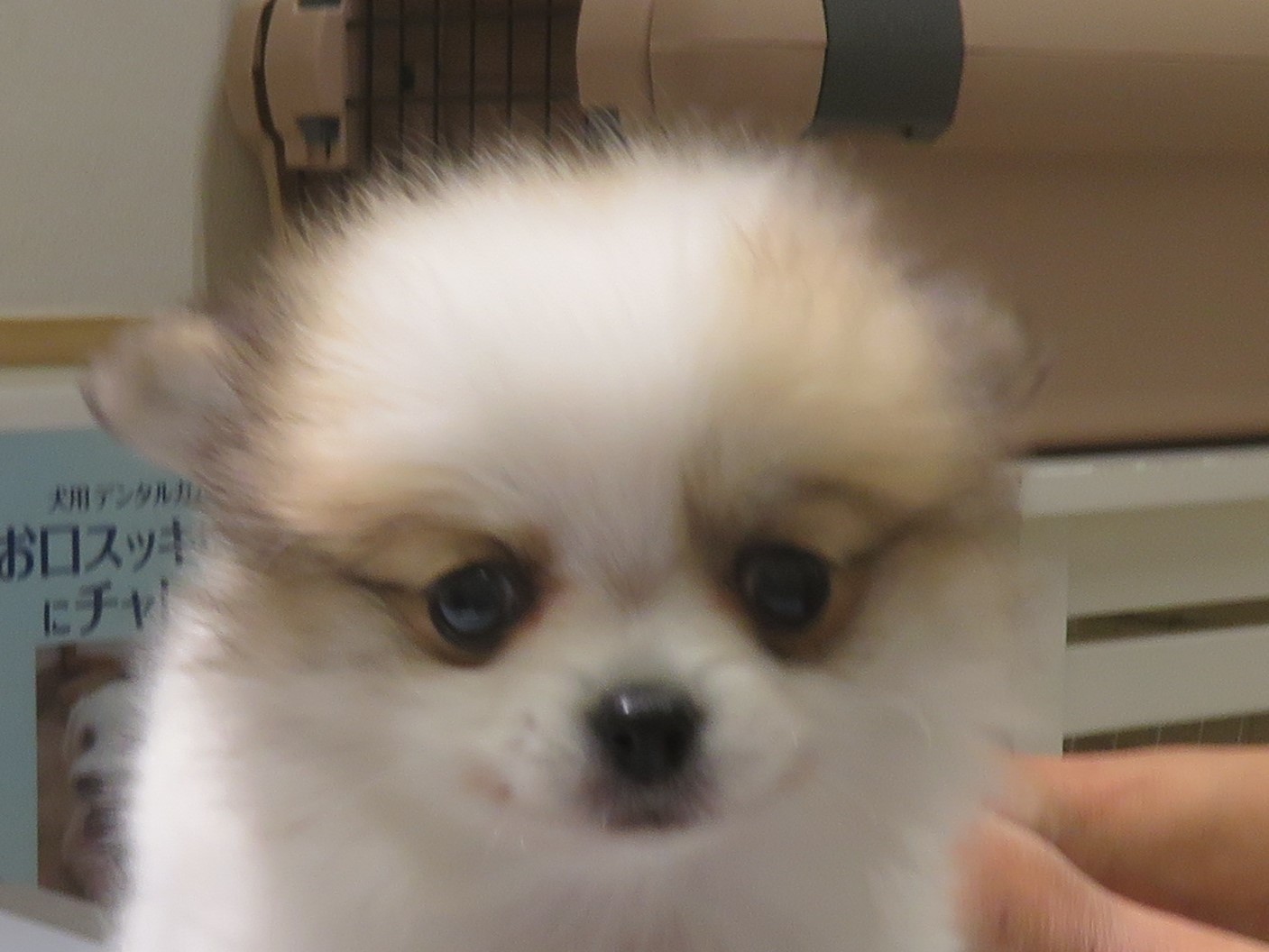 4月 14日の写真_c0174644_14003299.jpg