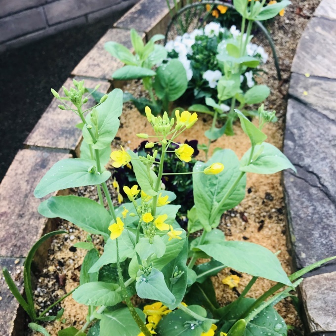 待ちに待ったシャクナゲ、花開きました_b0100062_09194473.jpeg