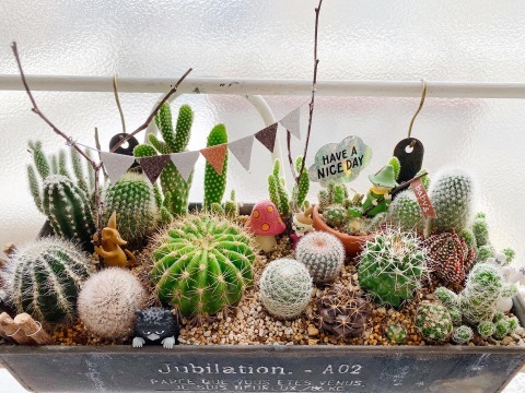 サボテンの寄せ植え* : Natural style*