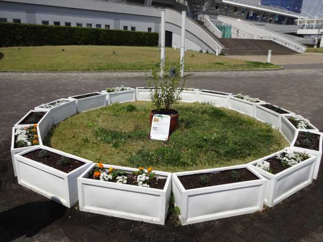 名古屋港水族館前のプランター花壇の植栽R4.4.11_d0338682_08195002.jpg