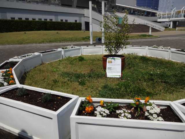 名古屋港水族館前のプランター花壇の植栽R4.4.11_d0338682_08202972.jpg