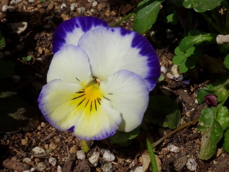 早咲き水仙、ビオラ、プシュキニア、わさびの花など♪_a0136293_14314856.jpg