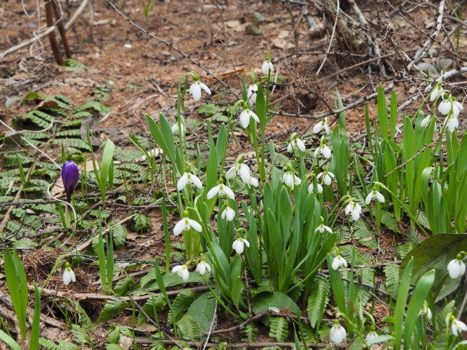 今年も春を告げる花”スノードロップ”が咲き始めました!_f0276498_23430646.jpg