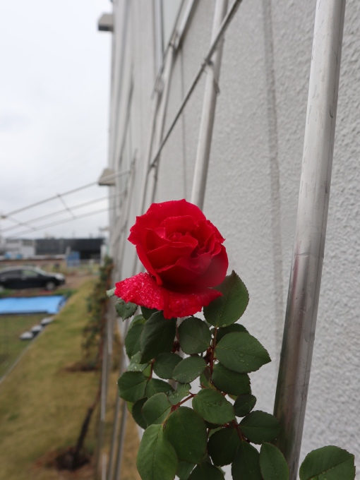 ベルツモアジャパンのガーデンで････････_b0331802_20194786.jpg