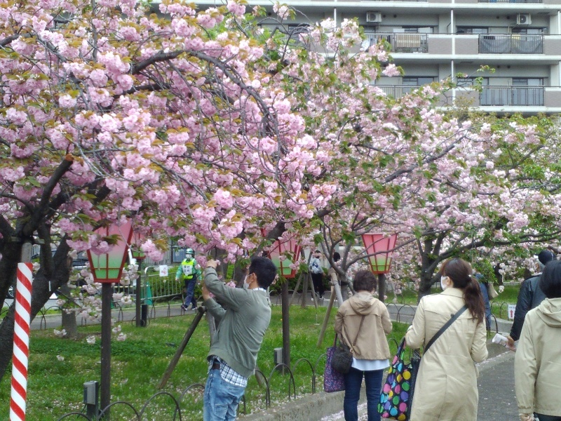 造幣局桜の通り抜け_b0109511_17033278.jpg