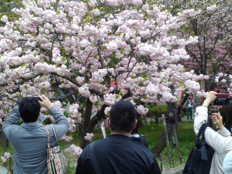 造幣局桜の通り抜け_b0109511_17034069.jpg