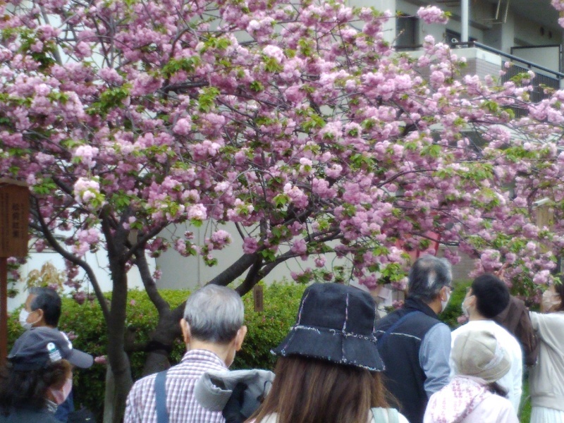 造幣局桜の通り抜け_b0109511_17034653.jpg