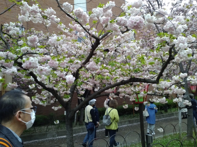 造幣局桜の通り抜け_b0109511_17040180.jpg
