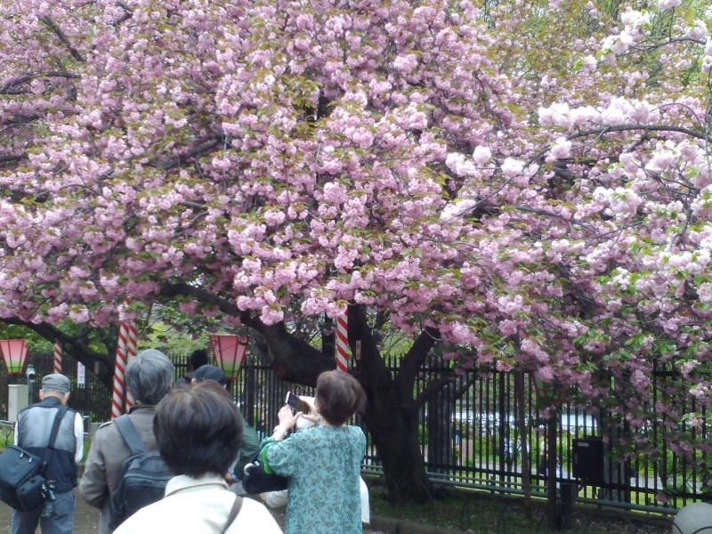 造幣局桜の通り抜け_b0109511_17044784.jpg