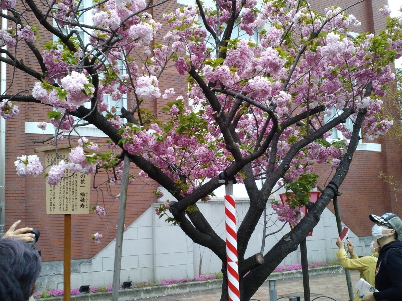 造幣局桜の通り抜け_b0109511_17050484.jpg