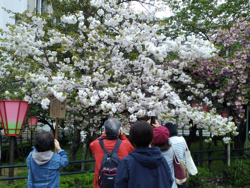 造幣局桜の通り抜け_b0109511_17051426.jpg