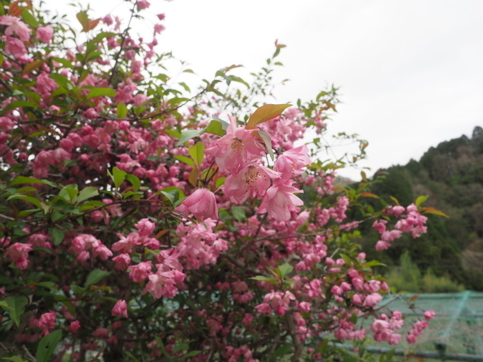 花海棠（はなかいどう）_c0116915_21583615.jpg