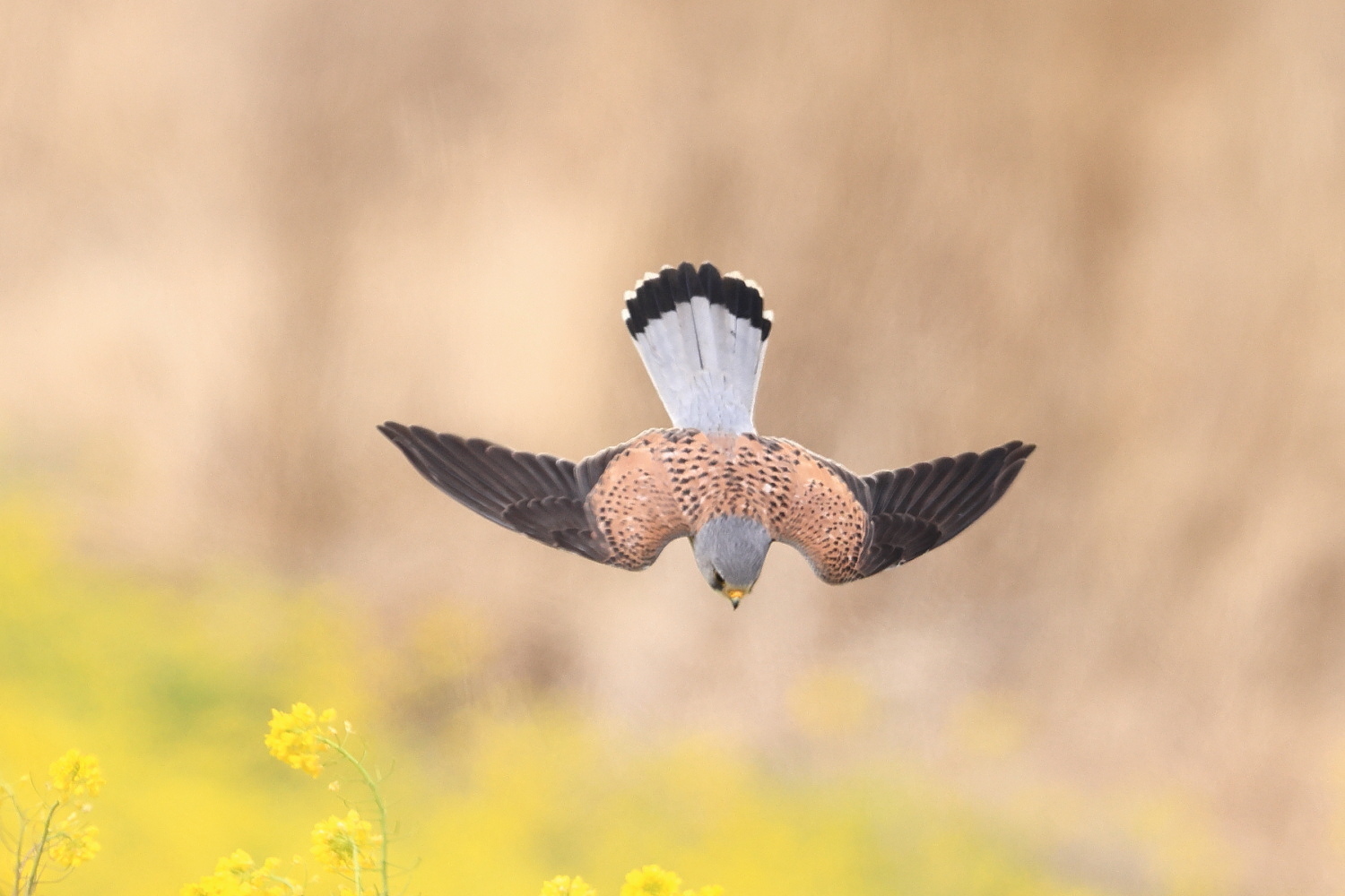 チョウゲンボウ　菜の花に、背打ちの狩り_f0369315_22221113.jpg