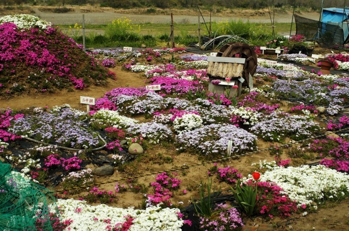 ■ウォーキング・続【座架依橋下の芝桜のミニ庭園が可愛かったです♪】_b0033423_22004506.jpg