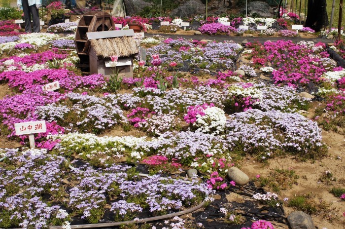 ■ウォーキング・続【座架依橋下の芝桜のミニ庭園が可愛かったです♪】_b0033423_22183795.jpg