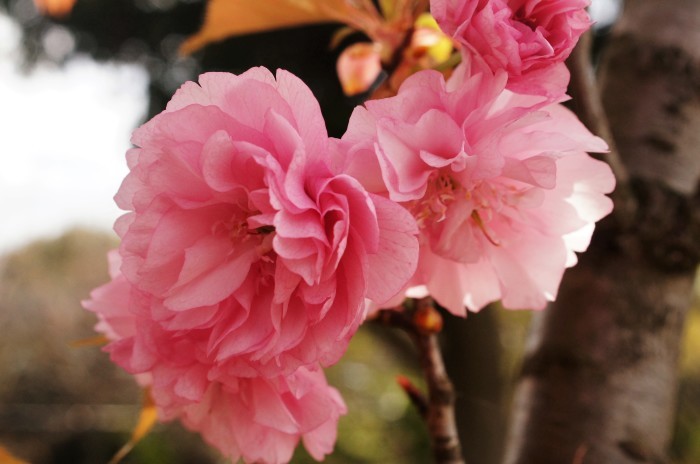 ■ウォーキング・続【座架依橋下の芝桜のミニ庭園が可愛かったです♪】_b0033423_22211036.jpg