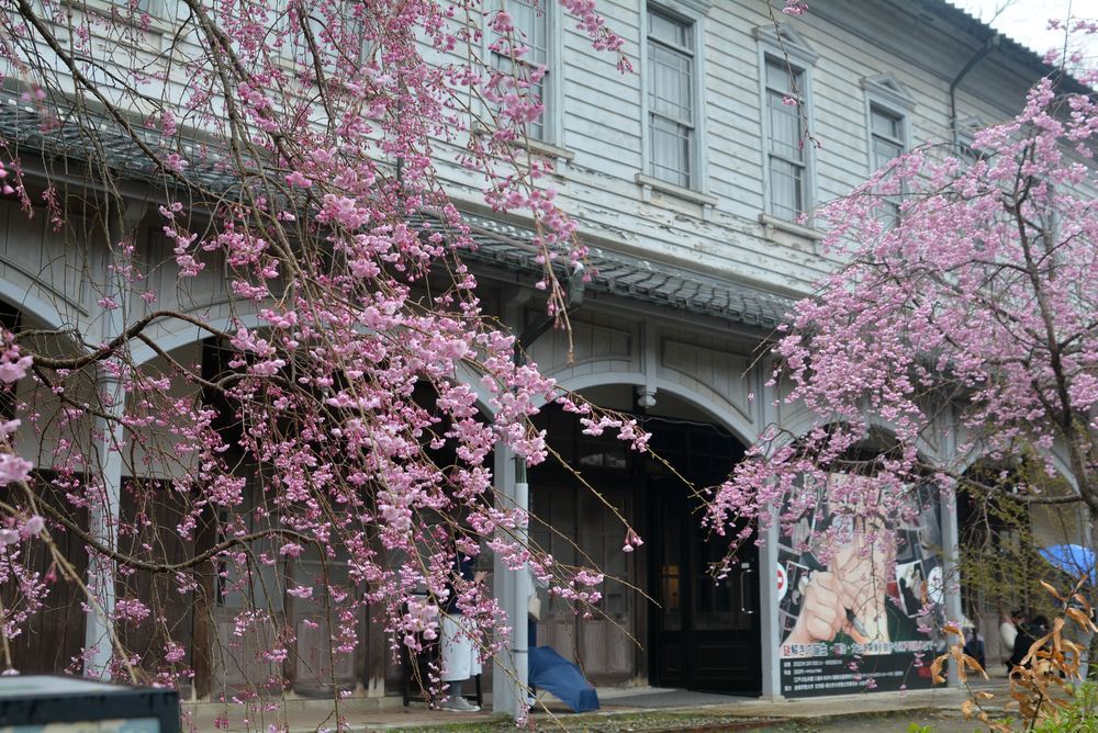 2丁目レンガ通りの桜 曇りの場合_e0373930_20272345.jpg