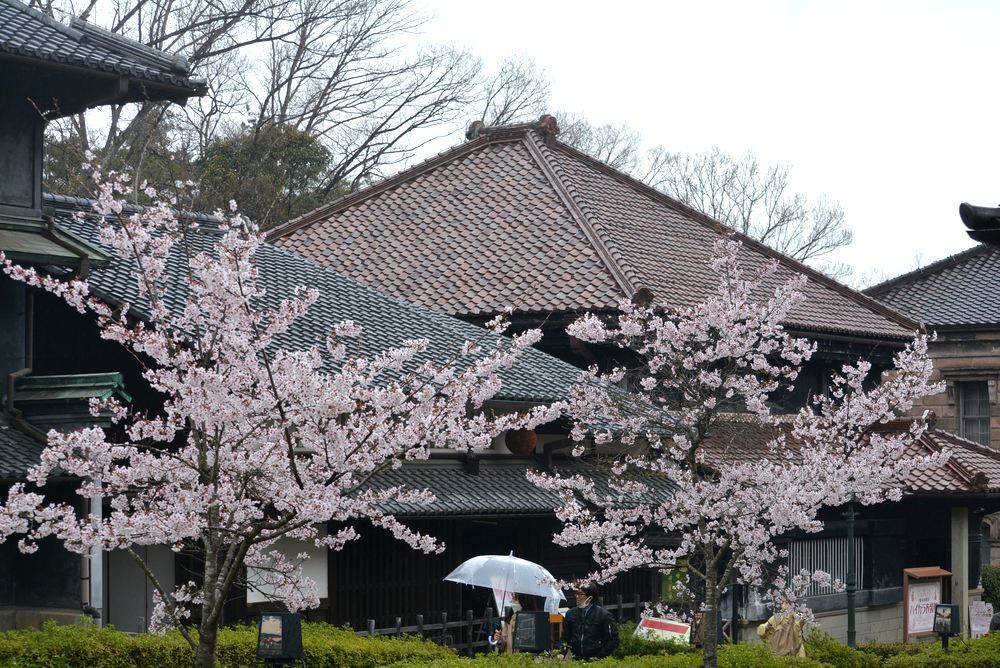 2丁目レンガ通りの桜 曇りの場合_e0373930_20274114.jpg