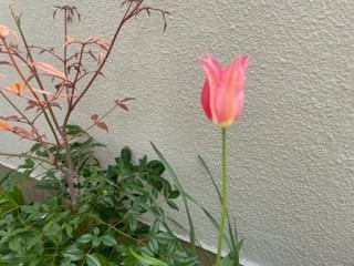 一輪だけ咲いたチューリップの花 ビジネスライフあれこれ四方山話